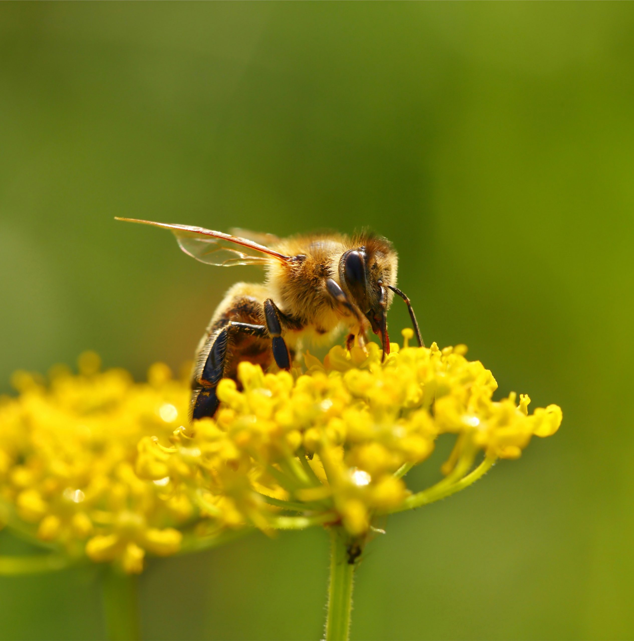 Honingbij op gele bloem